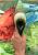 Детский ковер с ворсом Scarlet Macaw 01 Green